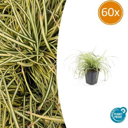 Ziergras - Gold-Segge - Carex oshimensis Evergold - 9cm Topf - Set mit 60 Pflanzen