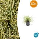 Ziergras - Gold-Segge - Carex oshimensis Evergold - 9cm Topf - Set mit 60 Pflanzen