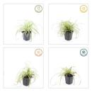 Ziergras - Gold-Segge - Carex oshimensis Evergold - 9cm Topf - Set mit 60 Pflanzen