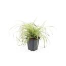 Ziergras - Gold-Segge - Carex oshimensis Evergold - 9cm Topf - Set mit 60 Pflanzen
