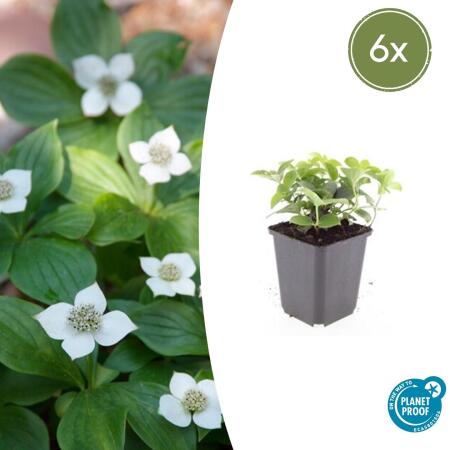 Couvre-sol - Cornouiller du Canada - Cornus canadensis - Pot de 9cm - Kit de 6 plantes