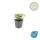 Couvre-sol - Cornouiller du Canada - Cornus canadensis - Pot de 9cm - Kit de 6 plantes