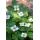 Couvre-sol - Cornouiller du Canada - Cornus canadensis - Pot de 9cm - Kit de 6 plantes