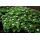 Couvre-sol - Cornouiller du Canada - Cornus canadensis - Pot de 9cm - Kit de 6 plantes