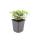 Couvre-sol - Cornouiller du Canada - Cornus canadensis - Pot de 9cm - Kit de 6 plantes