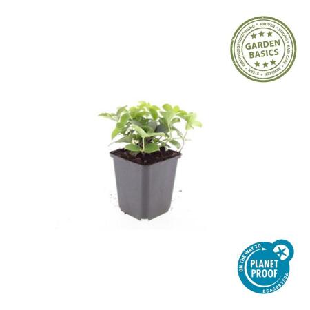 Blumenhartriegel Winterhart Bodendecker Kanadischer Hartriegel  12  Pflanzen Im 9-cm-Topf, Winterhart, Fr Schatten & Halbschatten Aronia  Pflanze Kaufen