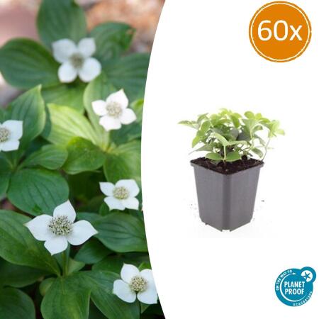 Ground cover - Canadian dogwood - Cornus canadensis - 9cm pot - set of 60 plants