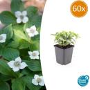 Ground cover - Canadian dogwood - Cornus canadensis - 9cm pot - set of 60 plants