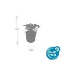 Ground cover - Canadian dogwood - Cornus canadensis - 9cm pot - set of 60 plants