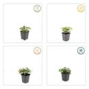 Ground cover - Canadian dogwood - Cornus canadensis - 9cm pot - set of 60 plants