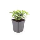 Ground cover - Canadian dogwood - Cornus canadensis - 9cm pot - set of 60 plants