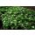 Ground cover - Canadian dogwood - Cornus canadensis - 9cm pot - set of 60 plants