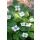 Ground cover - Canadian dogwood - Cornus canadensis - 9cm pot - set of 60 plants
