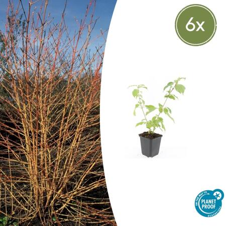 Roter Hartriegel - Cornus sanguinea Annys Winter Orange - Heckenpflanze - 9cm Topf - Set mit 6 Pflanzen