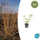 Roter Hartriegel - Cornus sanguinea Annys Winter Orange - Heckenpflanze - 9cm Topf - Set mit 6 Pflanzen
