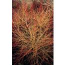 Roter Hartriegel - Cornus sanguinea Annys Winter Orange - Heckenpflanze - 9cm Topf - Set mit 6 Pflanzen