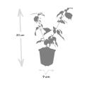 Roter Hartriegel - Cornus sanguinea Annys Winter Orange - Heckenpflanze - 9cm Topf - Set mit 6 Pflanzen