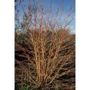 Roter Hartriegel - Cornus sanguinea Annys Winter Orange - Heckenpflanze - 9cm Topf - Set mit 6 Pflanzen