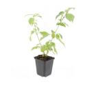 Roter Hartriegel - Cornus sanguinea Annys Winter Orange - Heckenpflanze - 9cm Topf - Set mit 6 Pflanzen
