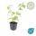 Roter Hartriegel - Cornus sanguinea Annys Winter Orange - Heckenpflanze - 9cm Topf - Set mit 6 Pflanzen
