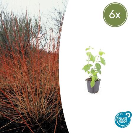 Red dogwood - Cornus sanguinea Midwinter Fire - Hedge plant - 9cm pot - Set of 6 plants
