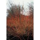 Red dogwood - Cornus sanguinea Midwinter Fire - Hedge plant - 9cm pot - Set of 6 plants