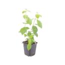 Red dogwood - Cornus sanguinea Midwinter Fire - Hedge plant - 9cm pot - Set of 6 plants