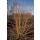 Red dogwood - Cornus sanguinea Midwinter Fire - Hedge plant - 9cm pot - Set of 6 plants