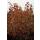 Red dogwood - Cornus sanguinea Midwinter Fire - Hedge plant - 9cm pot - Set of 6 plants