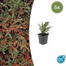 Bodendecker - Fächerzwergmispel - Cotoneaster horizontalis - 9cm Topf - Set mit 6 Pflanzen
