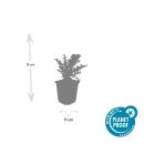 Bodendecker - Fächerzwergmispel - Cotoneaster horizontalis - 9cm Topf - Set mit 12 Pflanzen