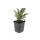 Bodendecker - Fächerzwergmispel - Cotoneaster horizontalis - 9cm Topf - Set mit 12 Pflanzen