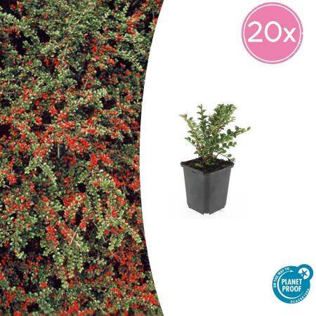 Bodendecker - Fächerzwergmispel - Cotoneaster horizontalis - 9cm Topf - Set mit 20 Pflanzen