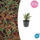 Bodendecker - Fächerzwergmispel - Cotoneaster horizontalis - 9cm Topf - Set mit 20 Pflanzen