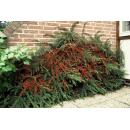 Bodendecker - Fächerzwergmispel - Cotoneaster horizontalis - 9cm Topf - Set mit 20 Pflanzen