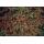 Bodendecker - Fächerzwergmispel - Cotoneaster horizontalis - 9cm Topf - Set mit 20 Pflanzen