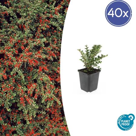 Bodendecker - Fächerzwergmispel - Cotoneaster horizontalis - 9cm Topf - Set mit 40 Pflanzen