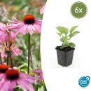 Ornamental perennial - Coneflower - Echinacea purpurea...
