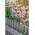 Zierstaude - Sonnenhut - Echinacea purpurea Magnus - 9cm Topf - Set mit 6 Pflanzen