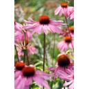 Zierstaude - Sonnenhut - Echinacea purpurea Magnus - 9cm Topf - Set mit 20 Pflanzen