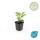 Zierstaude - Sonnenhut - Echinacea purpurea Magnus - 9cm Topf - Set mit 20 Pflanzen