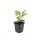 Zierstaude - Sonnenhut - Echinacea purpurea Magnus - 9cm Topf - Set mit 20 Pflanzen