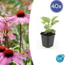 Ornamental perennial - Coneflower - Echinacea purpurea Magnus - 9cm pot - Set of 40 plants