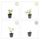 Ornamental perennial - Coneflower - Echinacea purpurea Magnus - 9cm pot - Set of 40 plants