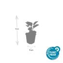 Ornamental perennial - Coneflower - Echinacea purpurea Magnus - 9cm pot - Set of 40 plants