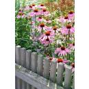 Ornamental perennial - Coneflower - Echinacea purpurea Magnus - 9cm pot - Set of 40 plants