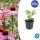 Ornamental perennial - Coneflower - Echinacea purpurea Magnus - 9cm pot - Set of 40 plants