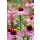 Ornamental perennial - Coneflower - Echinacea purpurea Magnus - 9cm pot - Set of 40 plants