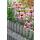 Ornamental perennial - Coneflower - Echinacea purpurea Magnus - 9cm pot - Set of 40 plants