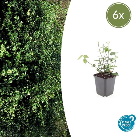 Bodendecker - Purpur-Kriechspindel - Euonymus fortunei Coloratus - 9cm Topf - Set mit 6 Pflanzen